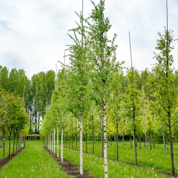 Betula pendula 'Zwitsers Glorie' – Betula pendula 'Zwitsers Glorie'