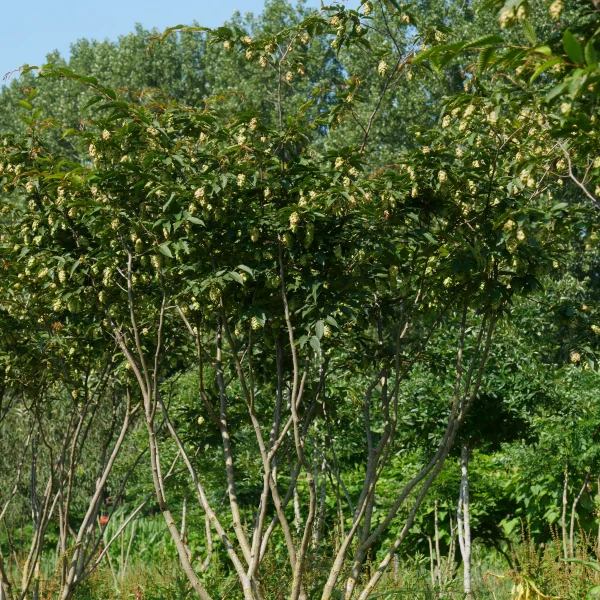 Carpinus japonica 'Chinese Lantern' – Carpinus japonica 'Chinese Lantern'