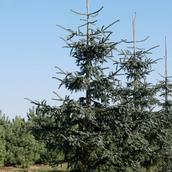 Abies pinsapo 'Glauca' – Abies pinsapo 'Glauca'