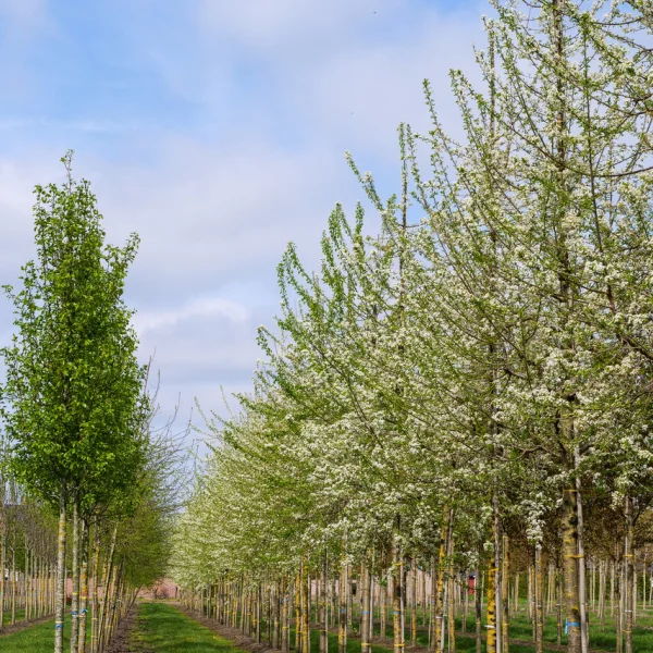 Prunus mahaleb – Prunus mahaleb