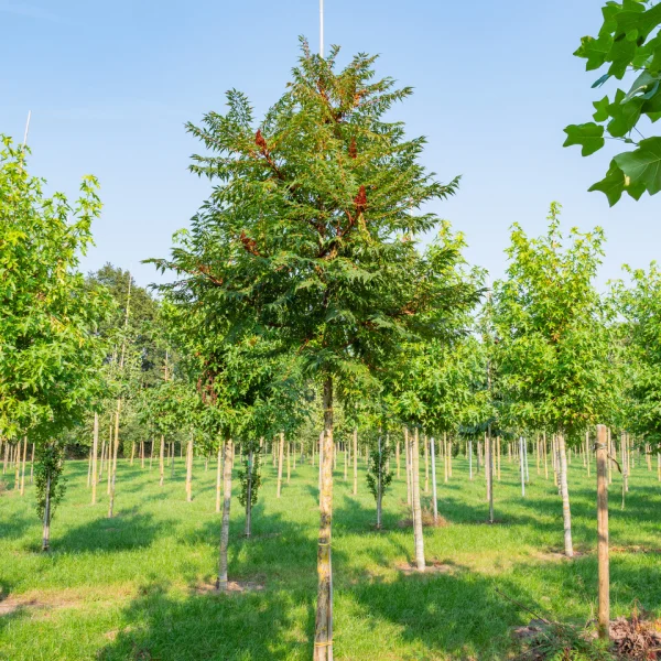 Rhus glabra 'Laciniata'
