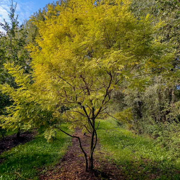 Styphnolobium japonicum 'Gold Standard' – Styphnolobium japonicum 'Golden Standard'