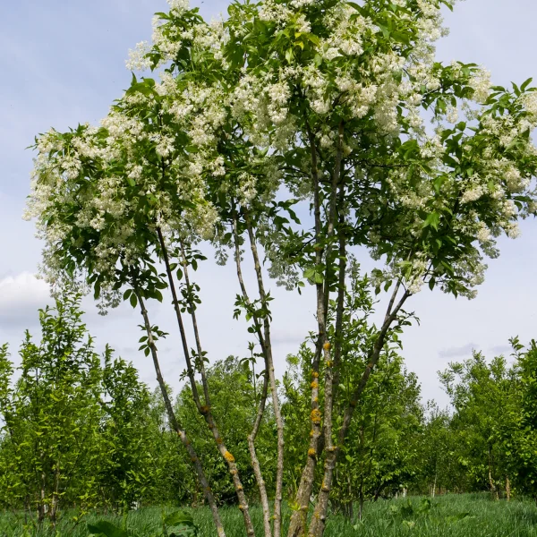 Staphylea colchica – Staphylea colchica
