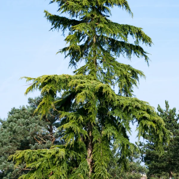 Cedrus deodara 'Aurea' &ndash; Cedrus deodara 'Aurea'
