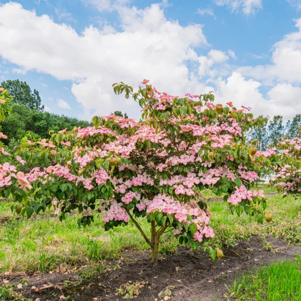 Cornus kousa 'Satomi' &ndash; Cornus kousa 'Satomi'