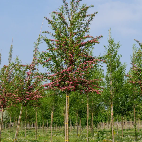 Crataegus ×media 'Paul's Scarlet' &ndash; Red-thorn