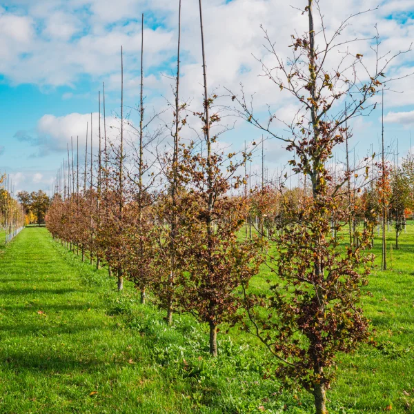 Fagus sylvatica 'Brathay Purple' &ndash; Fagus sylvatica 'Brathay Purple'