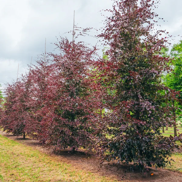 Fagus sylvatica 'Purpurea Tricolor' &ndash; Fagus sylvatica 'Purpurea Tricolor'