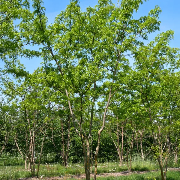 Gleditsia triacanthos 'Green Glory' &ndash; Gleditsia triacanthos 'Green Glory'