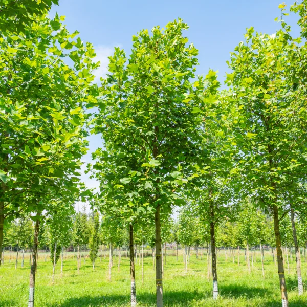 Liriodendron tulipifera – Tulip tree, Tulip poplar, Yellow poplar