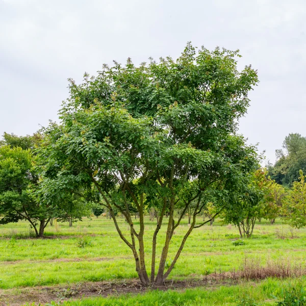 Maackia amurensis – Amur Maackia