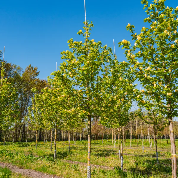 Magnolia ×brooklynensis 'Yellow Bird' &ndash; Magnolia ×brooklynensis 'Yellow Bird'