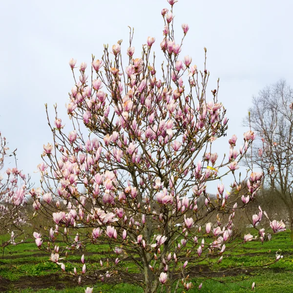 Magnolia ×soulangeana &ndash; Saucer Magnolia