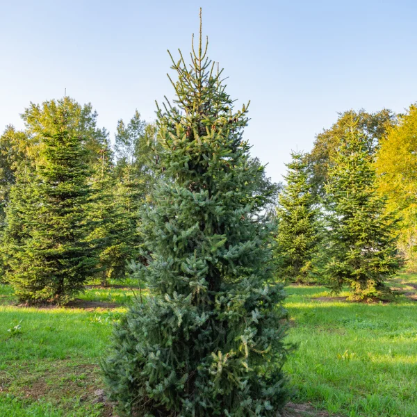 Picea omorika &ndash; Serbian spruce