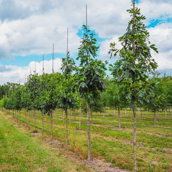 Quercus alba 'Clara' &ndash; Quercus alba 'Clara'