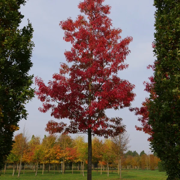 Quercus coccinea 'Splendens' &ndash; Quercus coccinea 'Splendens'