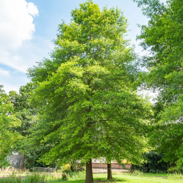 Quercus phellos &ndash; Willow oak