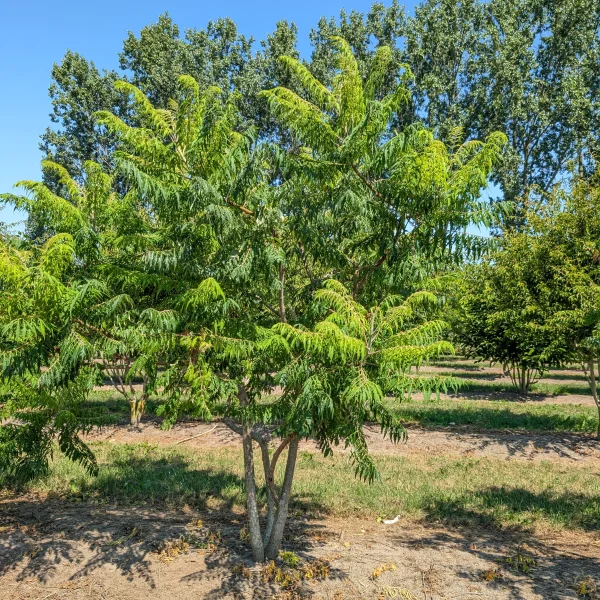 Rhus typhina 'Dissecta' &ndash; Rhus typhina 'Dissecta'