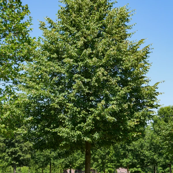 Tilia cordata 'Greenspire' &ndash; Tilia cordata 'Greenspire'