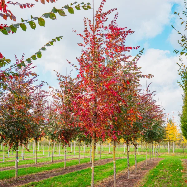 Ulmus 'Frontier' &ndash; Ulmus 'Frontier'