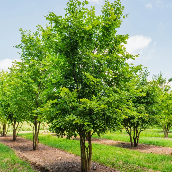 Ulmus laevis &ndash; European white elm, Fluttering elm, Russian elm