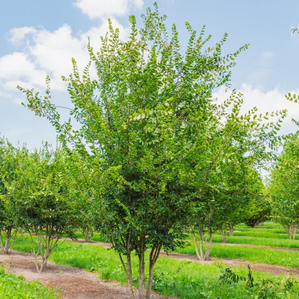 Zelkova carpinifolia – Caucasian elm