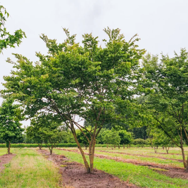 Zelkova schneideriana – Zelkova schneideriana