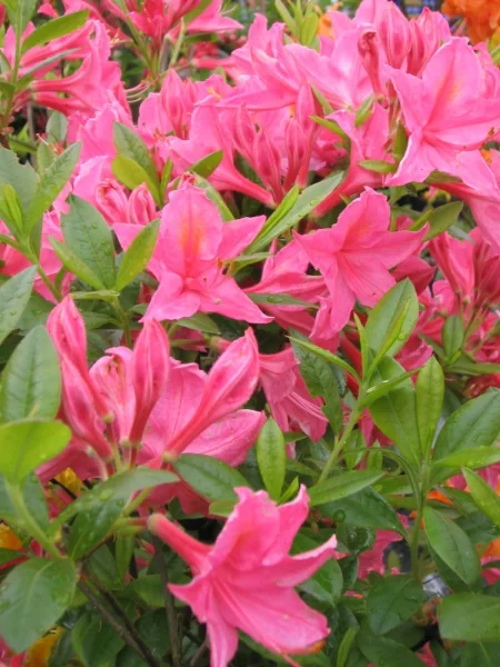Rhododendron (AV) 'Jolie Madame' | Rhododendron (AV) 'Jolie Madame' -  Pepinierele Van den Berk