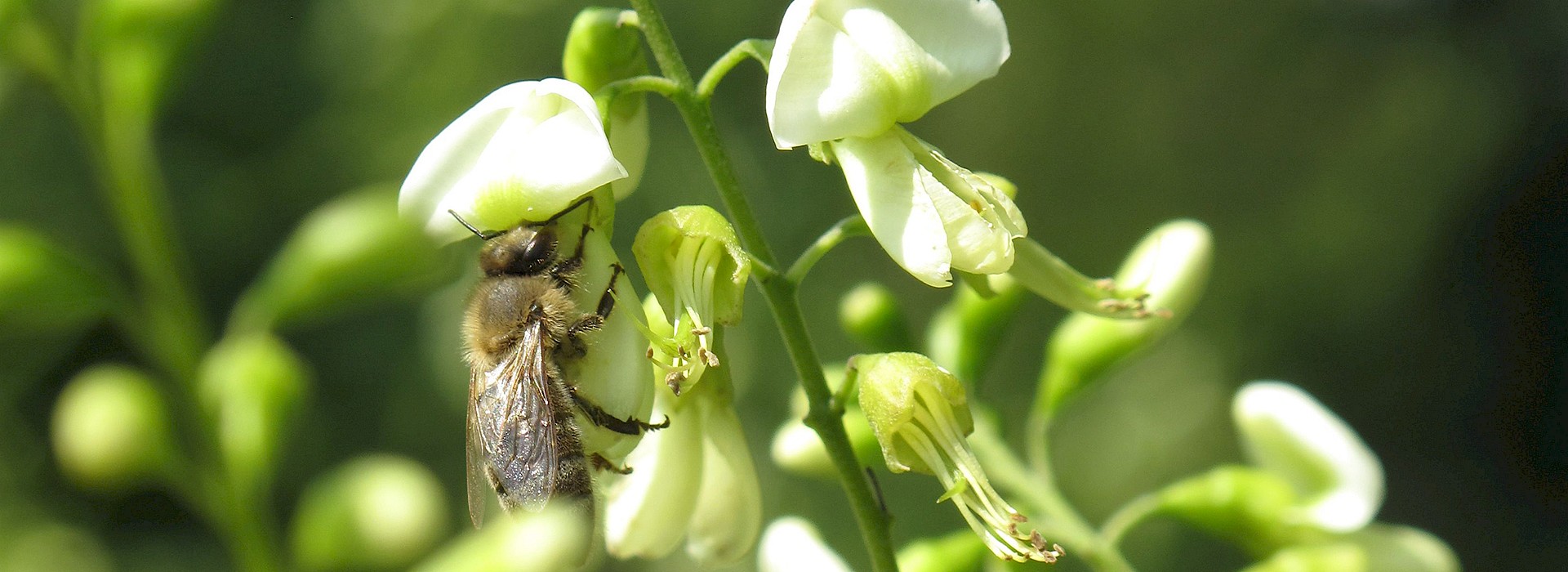 Trees for bees: the right species